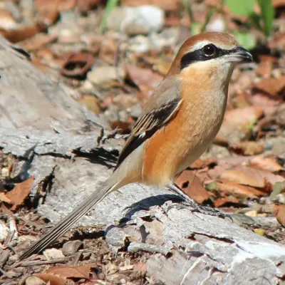 File:Lanius bucephalus male.JPG