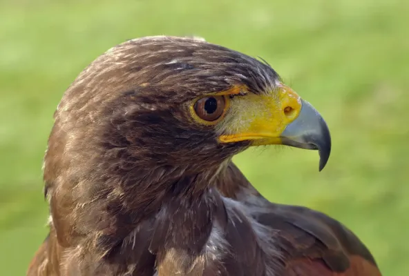 File:Harris's Hawk Parabuteo unicinctus (Temminck 1824).jpg