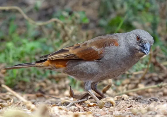 File:Passer gongonensis Amboseli 1.jpg