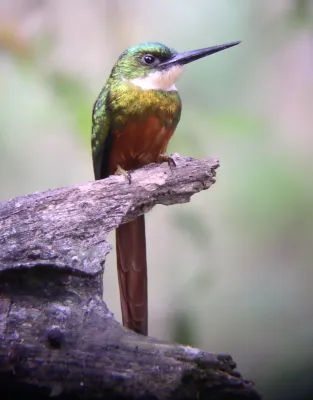 File:Galbula ruficauda - front.jpg