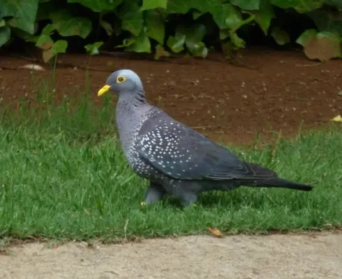 File:Columba arquatrix, b, Pretoria.jpg