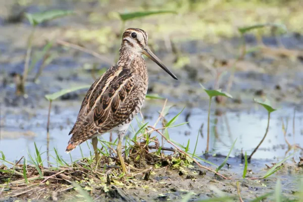 File:Gallinago stenura - Laem Pak Bia.jpg