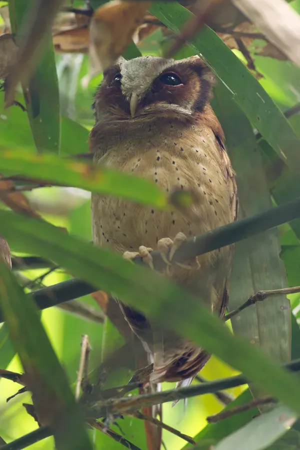 File:Otus sagittatus - Kaeng Krachan.jpg
