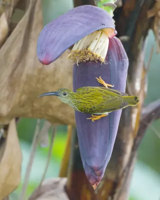 File:Arachnothera magna - Kaeng Krachan.jpg