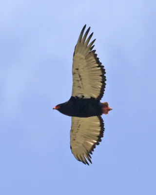 File:Bateleur (Terathopius ecaudatus) - Flickr - Lip Kee.jpg