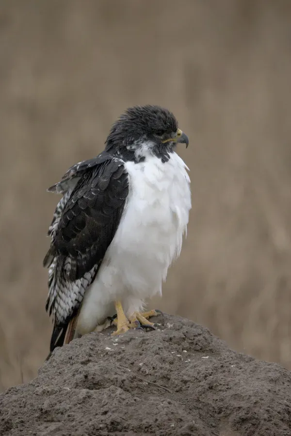 File:Augur Buzzard ( Buteo augur) - Flickr - Lip Kee (1).jpg