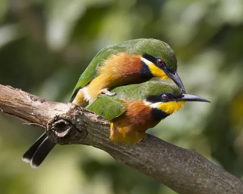 File:Cinnamon-chested Bee-eater (Merops oreobates) pair - Flickr - Lip Kee.jpg