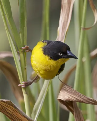 File:Baglafecht Weaver (Ploceus baglafecht) - Flickr - Lip Kee.jpg