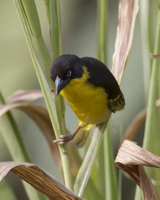 File:Baglafecht Weaver (Ploceus baglafecht) - Flickr - Lip Kee (1).jpg