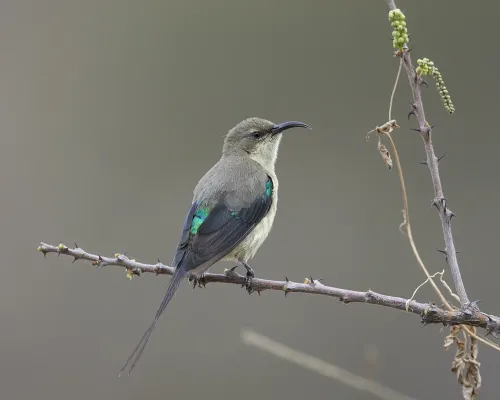 File:Beautiful Sunbird (Cinnyris pulchellus) - Flickr - Lip Kee.jpg