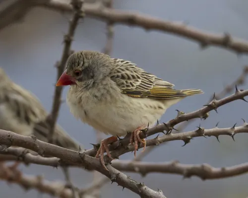 File:Red-billed Quelea (Quelea quelea) - Flickr - Lip Kee.jpg