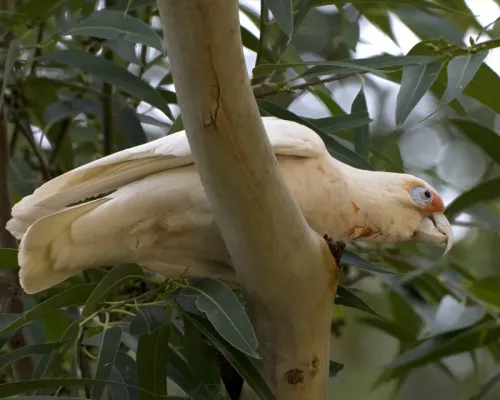 File:Long-billed Corella (Cacatua tenuirostris) - Flickr - Lip Kee.jpg