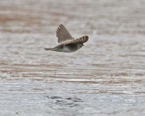 File:Plain Martin - Brown-throated Martin (Riparia paludicola) - Flickr - Lip Kee (1).jpg