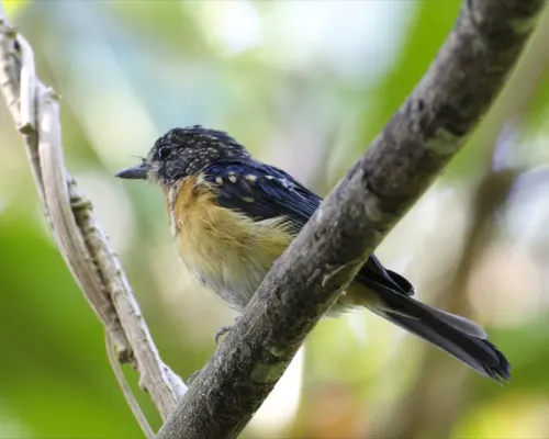 File:Mangrove Blue Flycatcher (Cyornis rufigastra), Rakata, Krakatau (1).jpg