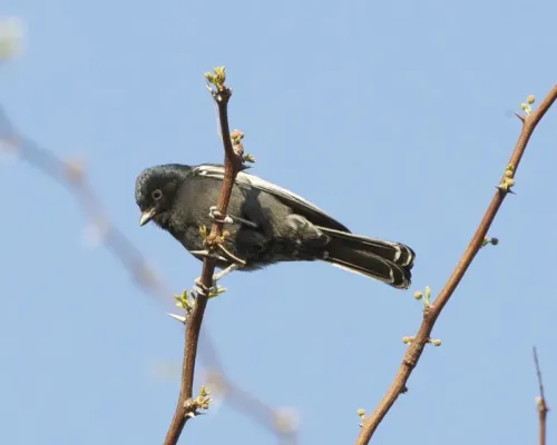File:Melaniparus niger, Savuti, Botswana 1.jpg