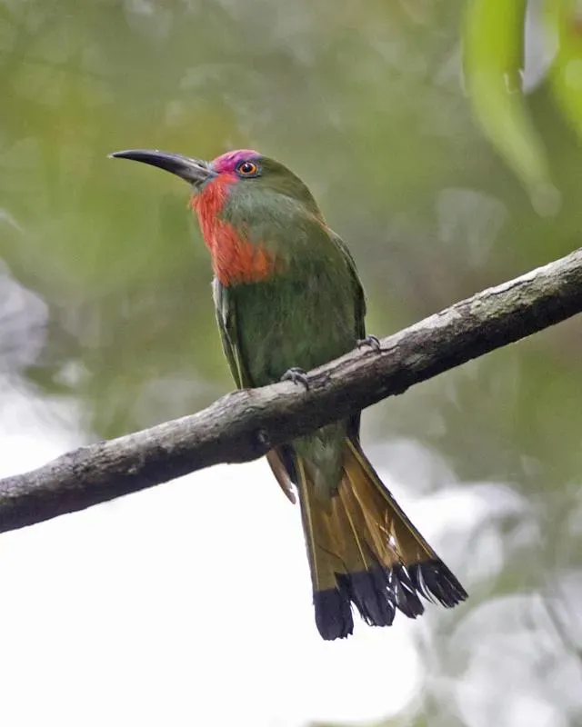 File:Red-bearded Bee-eater (Nyctyornis amictus) - Flickr - Lip Kee.jpg
