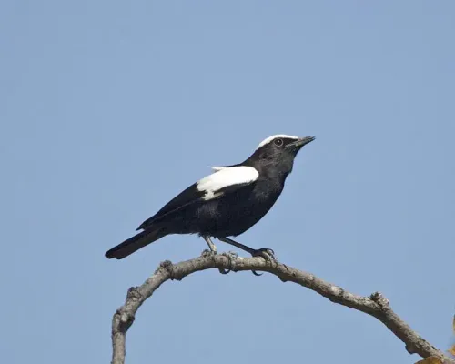 File:Arnot's Chat (Myrmecocichla arnotti) - Lip Kee.jpg