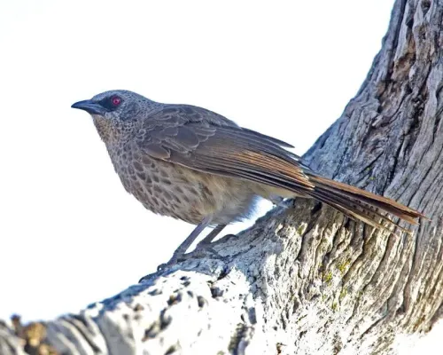 File:Hartlaub's babbler (Turdoides hartlaubii) - Flickr - Lip Kee (1).jpg