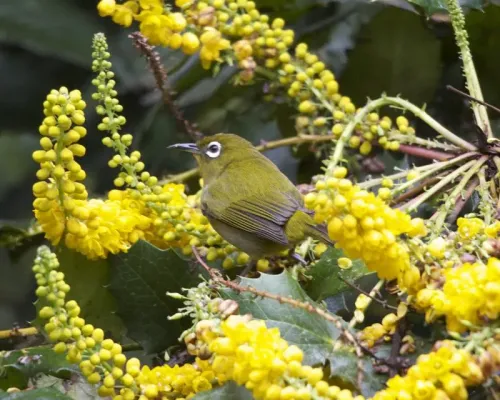 File:Ceylon White-eye ( Zosterops ceylonensis) - Flickr - Lip Kee.jpg