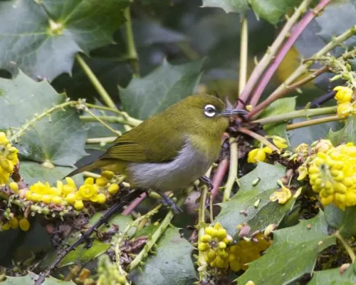 File:Ceylon White-eye ( Zosterops ceylonensis) - Flickr - Lip Kee (1).jpg