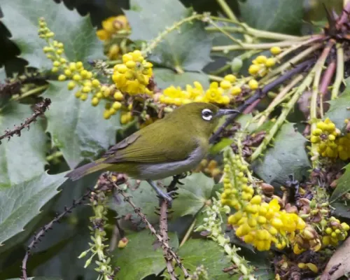 File:Ceylon White-eye ( Zosterops ceylonensis) - Flickr - Lip Kee (3).jpg