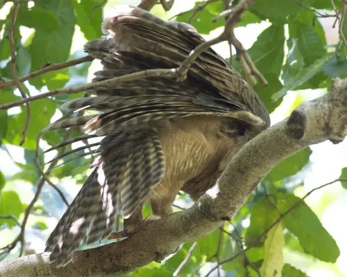 File:Rufous Owl (Ninox rufa) - Flickr - Lip Kee.jpg
