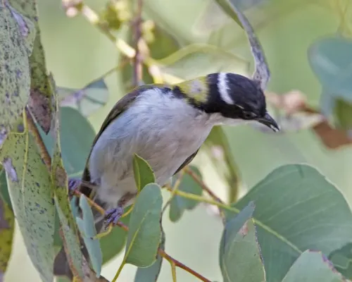 File:White-throated Honeyeater (Melithreptus albogularis) - Flickr - Lip Kee.jpg