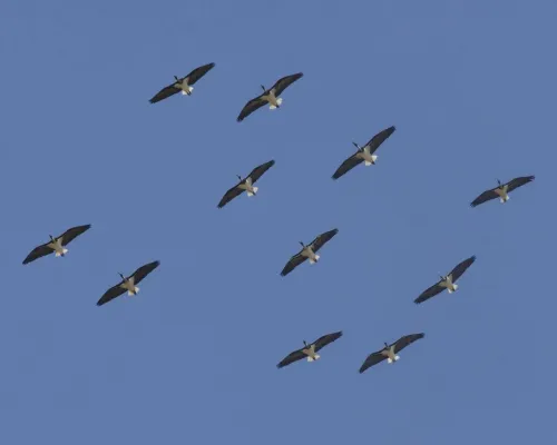 File:Straw-necked Ibis (Threskiornis spinicollis) - Flickr - Lip Kee.jpg