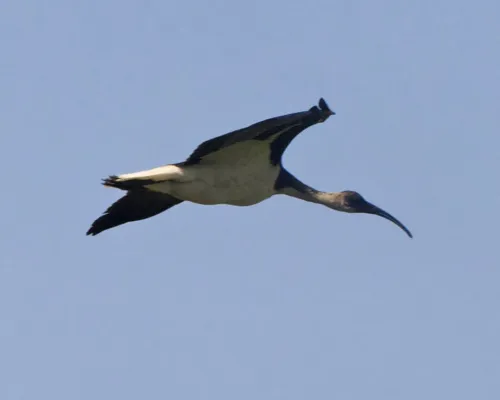 File:Straw-necked Ibis (Threskiornis spinicollis) - Flickr - Lip Kee (2).jpg