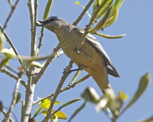 File:Varied Triller (Lalage leucomela) - Flickr - Lip Kee.jpg