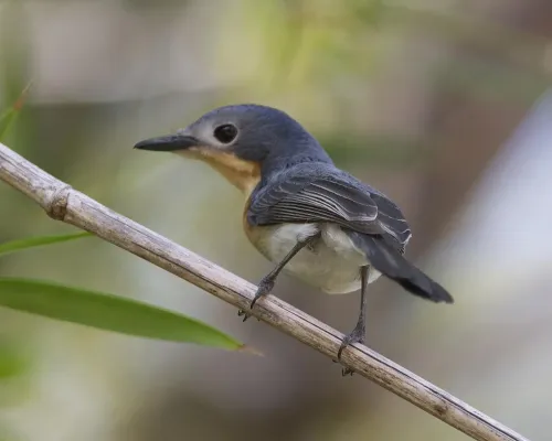 File:Broad-billed Flycatcher ( Myiagra ruficollis) - Flickr - Lip Kee.jpg