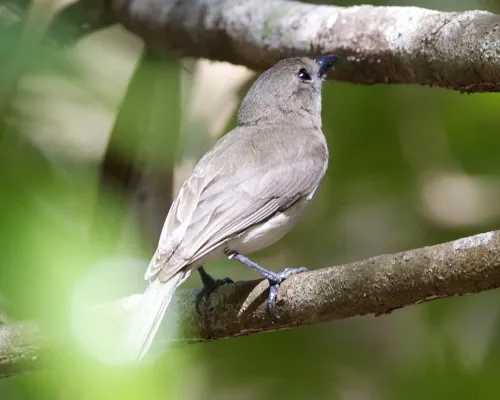 File:Grey Whistler (Pachycephala simplex) - Flickr - Lip Kee.jpg