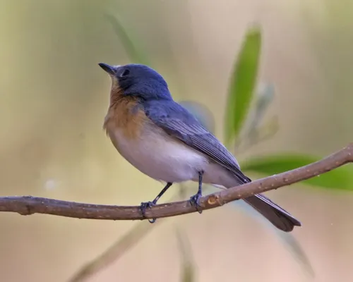 File:Leaden flycatcher (Myiagra rubecula) - Flickr - Lip Kee.jpg