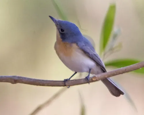 File:Leaden flycatcher (Myiagra rubecula) - Flickr - Lip Kee (1).jpg