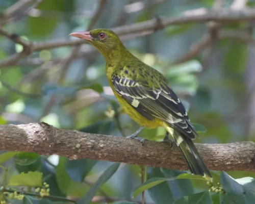 File:Yellow Oriole ( Oriolus flavocinctus) - Flickr - Lip Kee.jpg