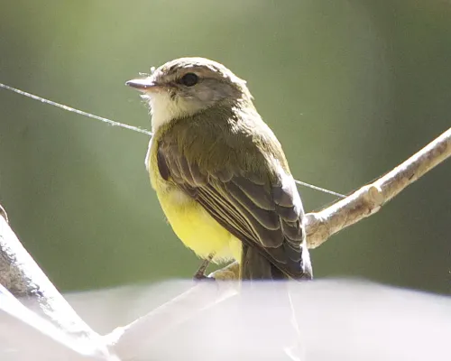 File:Lemon-bellied Flycatcher (Microeca flavigaster) - Flickr - Lip Kee.jpg