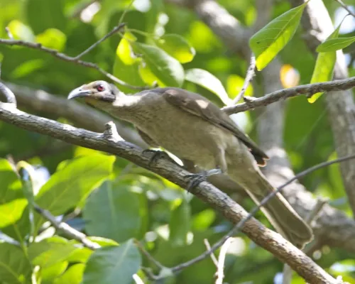 File:Helmeted Friarbird (Philemon buceroides) - Flickr - Lip Kee (1).jpg