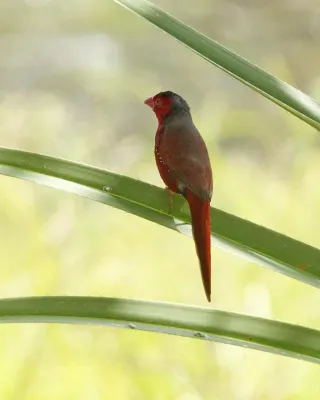 File:Crimson Finch (Neochmia phaeton) - Flickr - Lip Kee.jpg