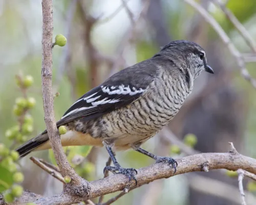 File:Varied Triller (Lalage leucomela) - Flickr - Lip Kee (1).jpg