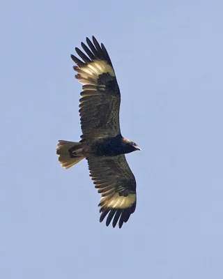 File:Black-breasted Buzzard (Hamirostra melanosternon) - Flickr - Lip Kee.jpg