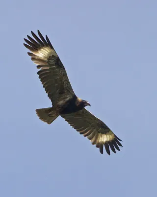 File:Black-breasted Buzzard (Hamirostra melanosternon) - Flickr - Lip Kee (2).jpg