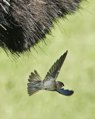 File:Glossy Swiftlet ( Collocalia esculenta) - Flickr - Lip Kee.jpg