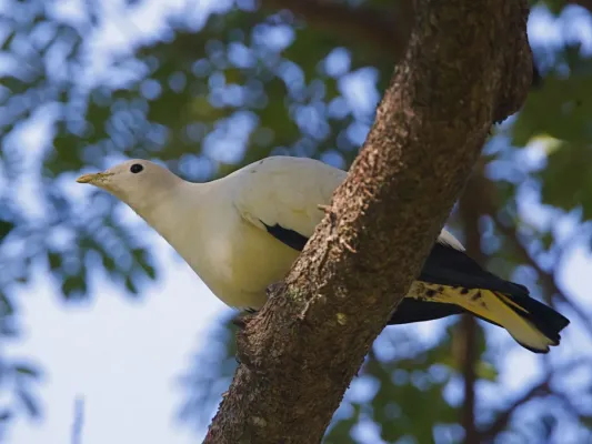 File:Pied Imperial Pigeon ( Ducula spilorrhoa) - Flickr - Lip Kee.jpg