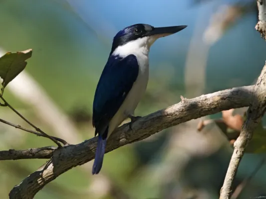 File:Forest Kingfisher (Todiramphus macleayii) - Flickr - Lip Kee (1).jpg