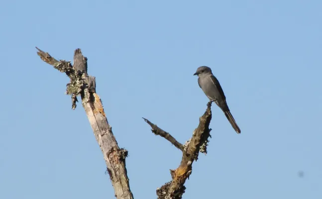 File:Muscipipra vetula.jpg