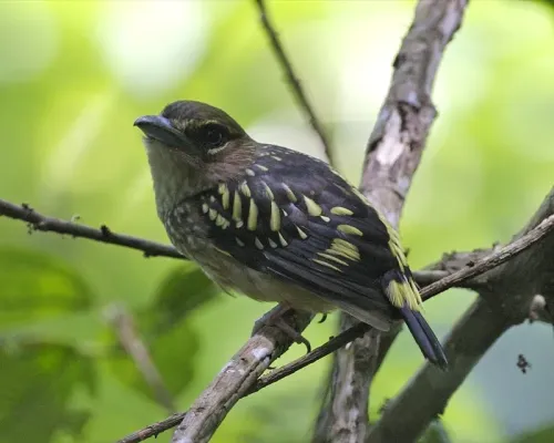 File:Banded Broadbill (Eurylaimus javanicus brookei) - Flickr - Lip Kee.jpg