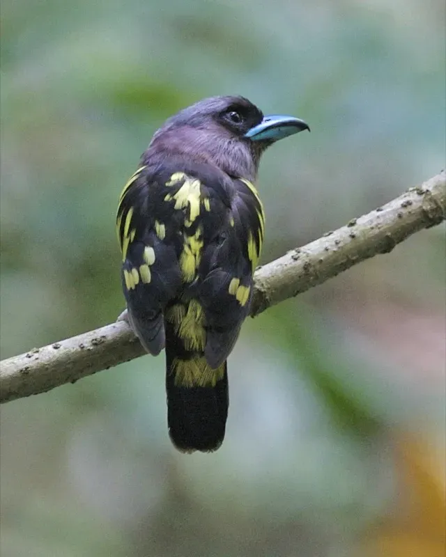 File:Banded Broadbill (Eurylaimus javanicus brookei) - Flickr - Lip Kee (1).jpg