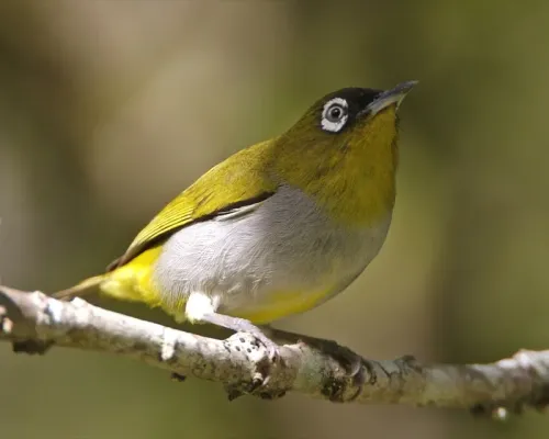 File:Black-capped White-eye (Zosterops atricapilla) - Flickr - Lip Kee.jpg