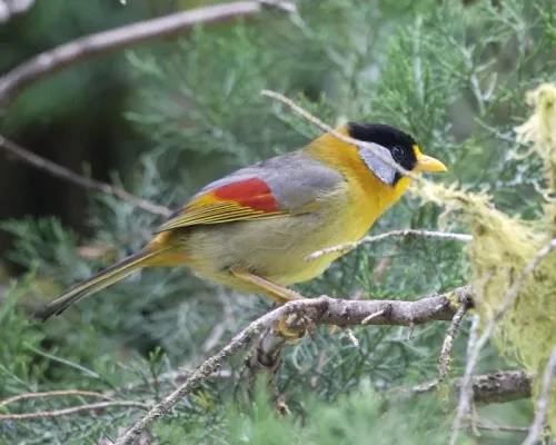 File:Silver-eared Mesia (Leiothrix argentauris) - Flickr - Lip Kee (1).jpg