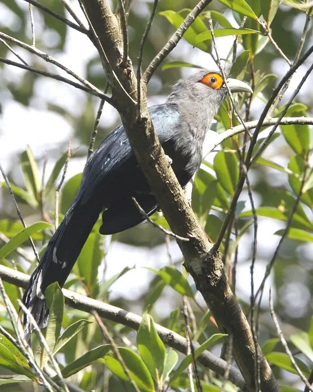 File:Chestnut-bellied Malkoha (Phaenicophaeus sumatranus) - Flickr - Lip Kee.jpg